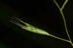 Flattened oatgrass